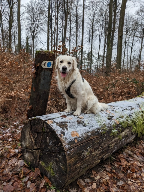Dog sitting on a frosted log in winter forest