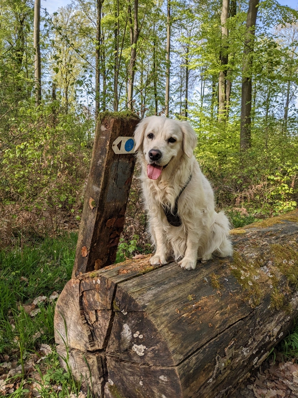 Dog sitting on a log in the spring forst