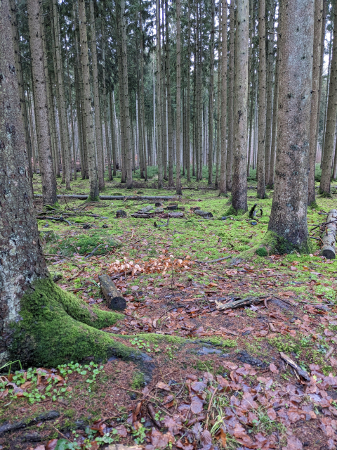 Trees in the background, with moss covering the ground in the middle of the photo
