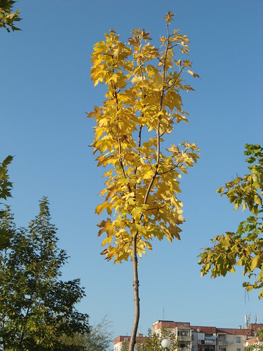 Autumn tree with yellow leaves