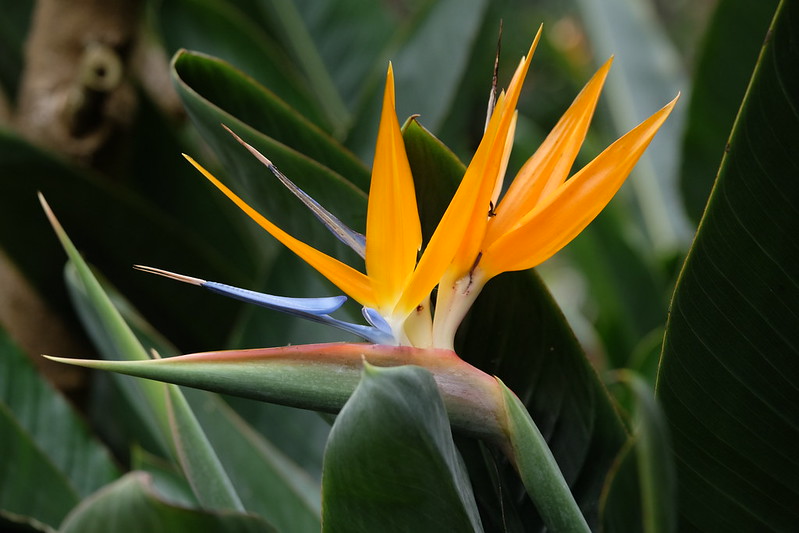 Exotic green, orange, blue flower that looks like a bird