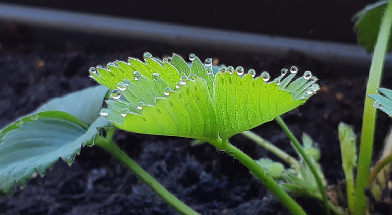 Dew drops on a green leaf