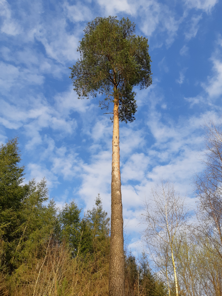 A clear blue and a green tree