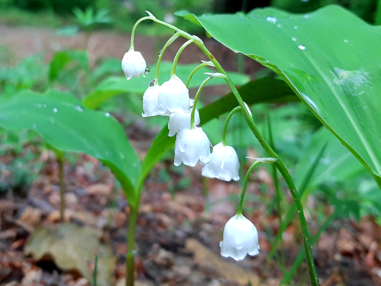 Little white flowers in the forest