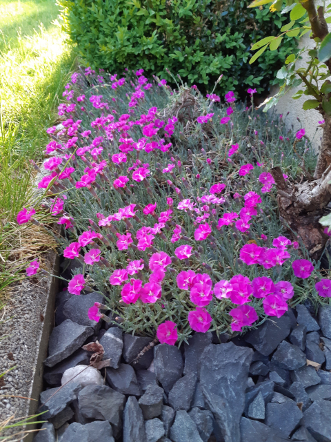 Little pink flowers in the garden