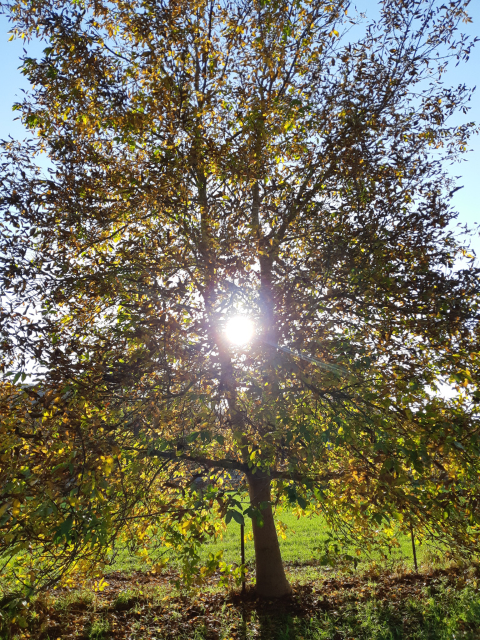 Sunrising through the branches of a tree