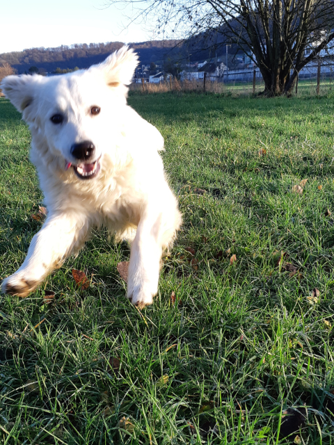 A golden retriever happily running and jumping at the camera.