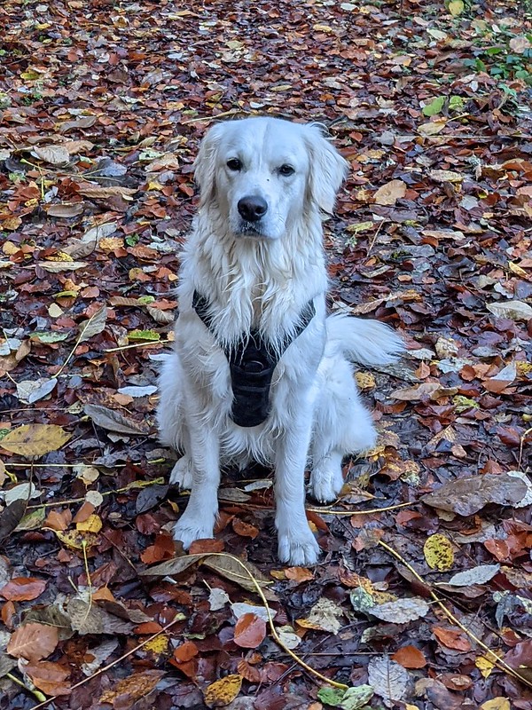 Golden retriever dog sitting on a path of autumn leaves