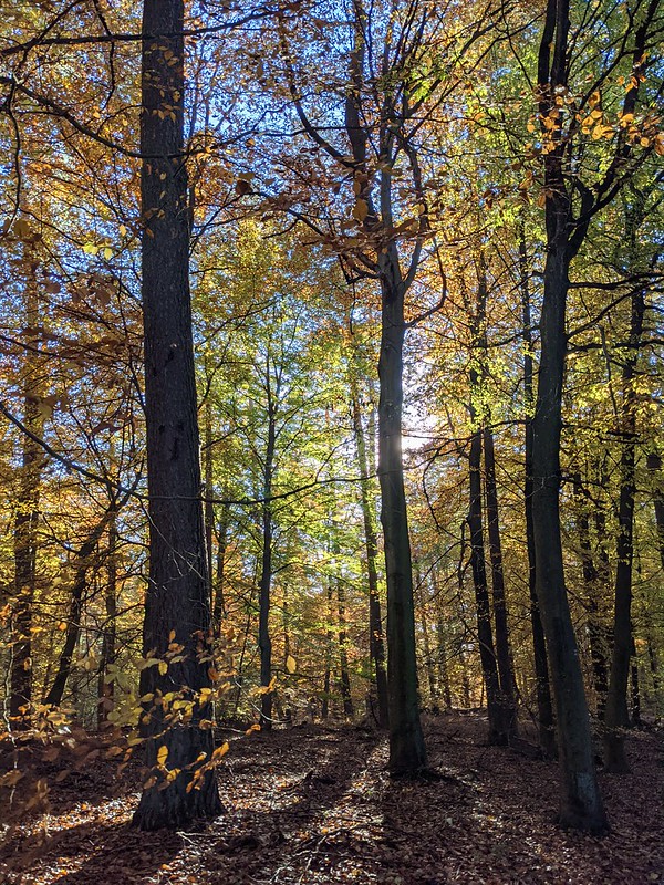 Sun shining through the autum trees