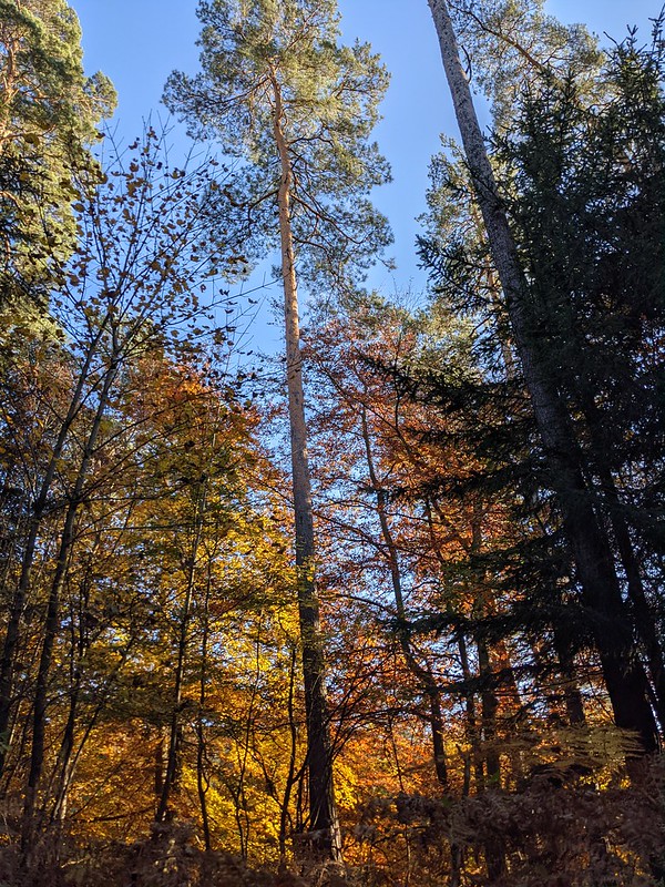 Tree reaching into the blue sky from the red leaves on the ground