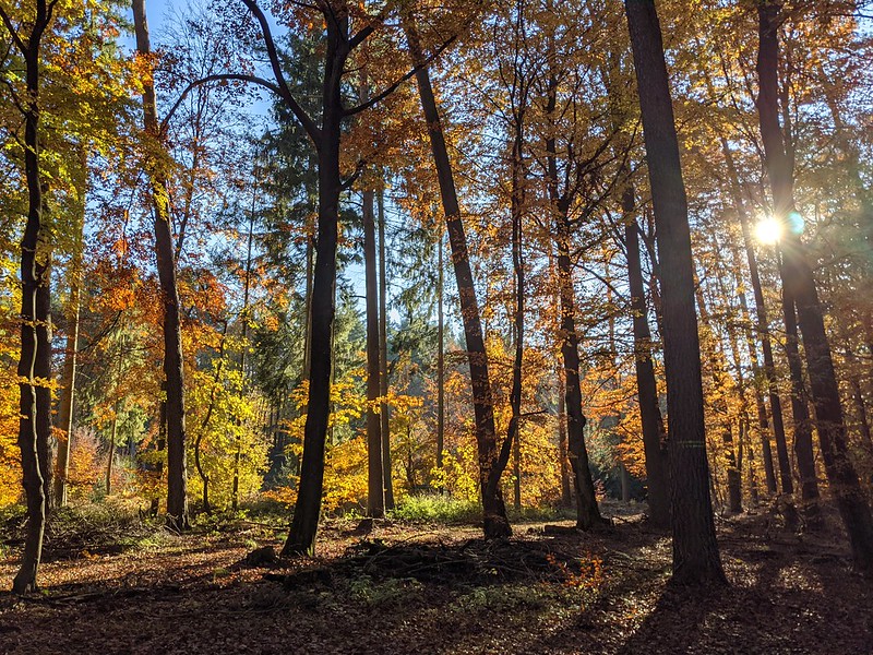 Sun shining through autumn trees again