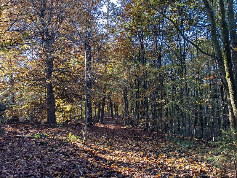 Pale red autumn forest