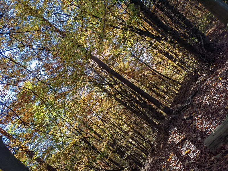 Trees in the forest, photo at 45 degree angle