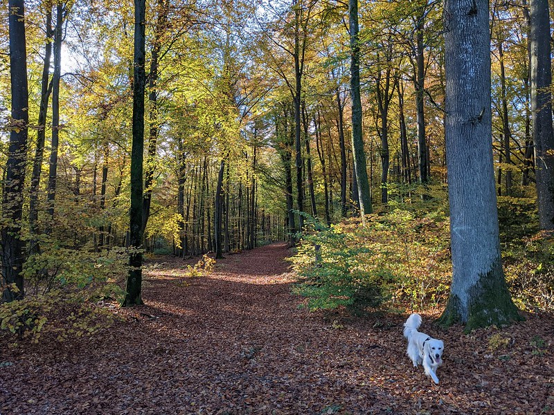 Dog walking along the red autumn forest paths