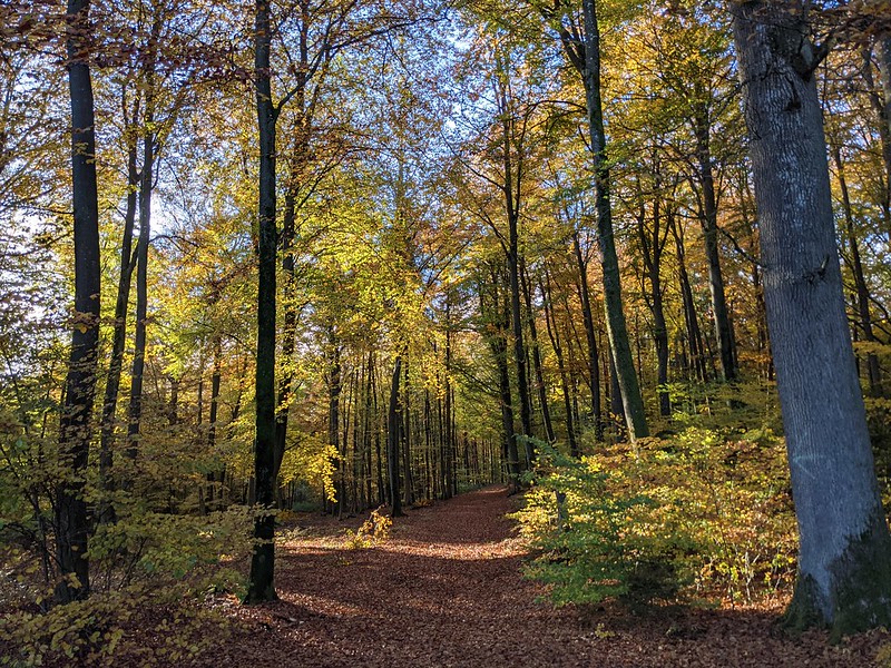 Autumn colours in the forest