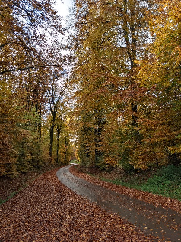 Clear path along road covered in leaves through the forest 