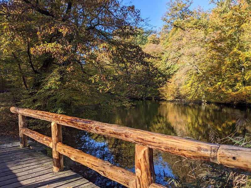 Brown wooden bridge crossing a lake with autumn tress in the backgroud