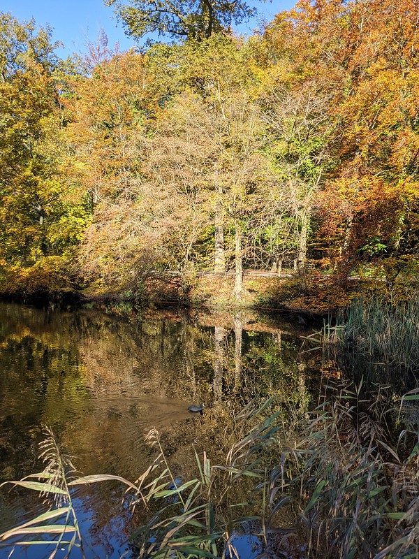 Duck swimming across a lake in the autumn sun