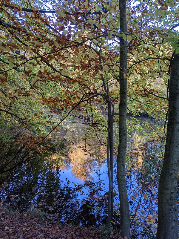 Autumn reflections on a lake surrounded by trees