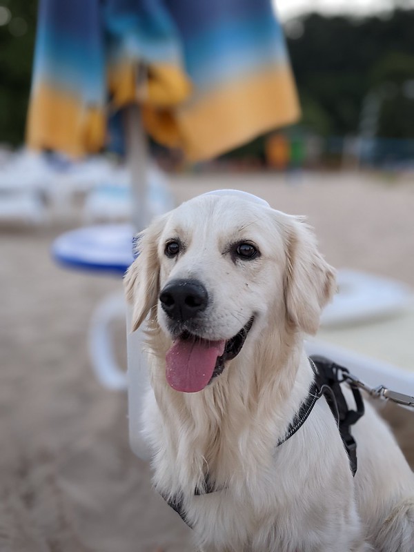 Dog happily sitting on the beach