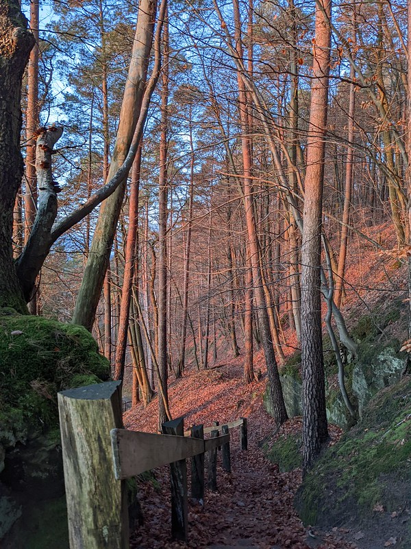 Steps leading down a steep path into the red woods in the gleaming sunset
