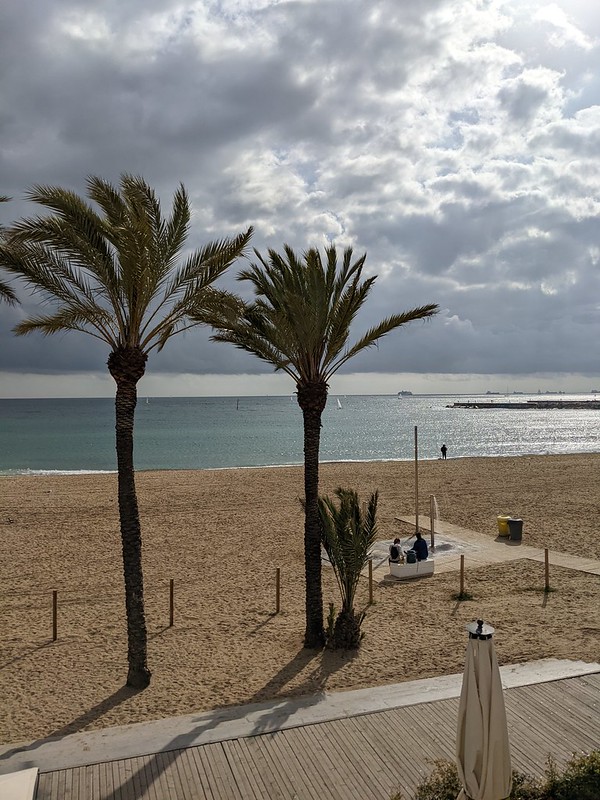 Palm trees on the beach with the sea in the background