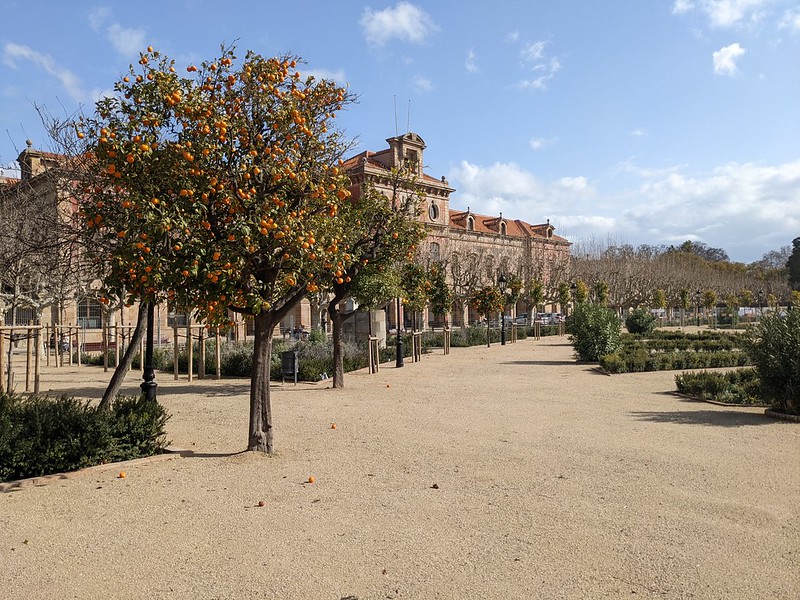 Orange tree in front of the parliament of Catalunya