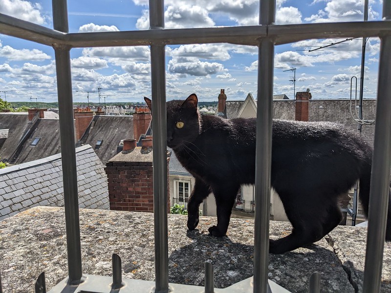 Black cat strolling past on the other side of the railings with roof tops and blue sky in the background.