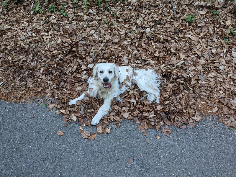 The dog Angie playing in the leaves in the forest