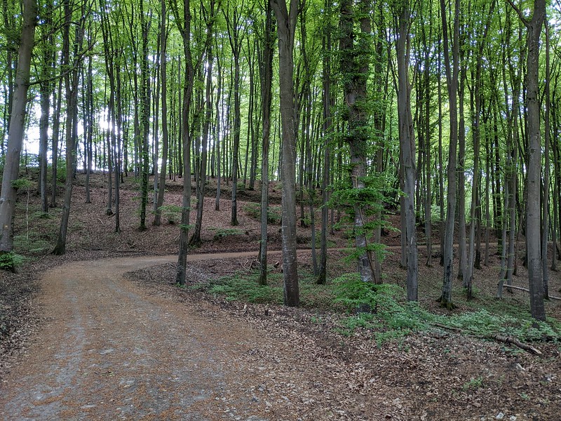 Path winding through a sunny forest