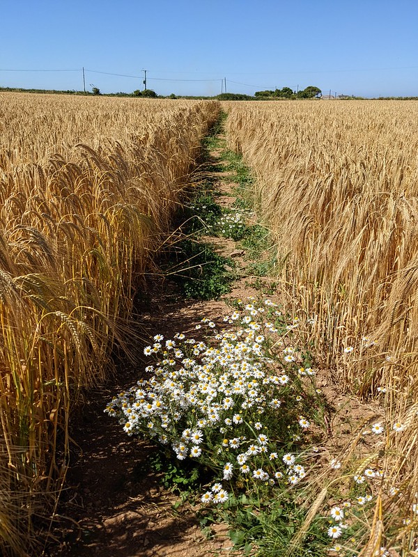 Footpath through a golden field of wheat