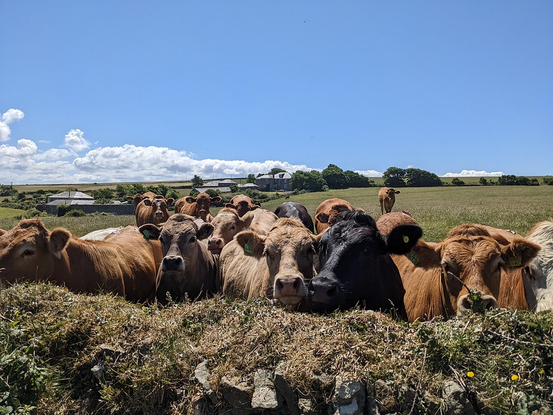 Cows peering at us across the stonewall