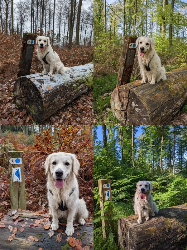 Dog sitting on a log in Spring, Summer, Autumn and Winter