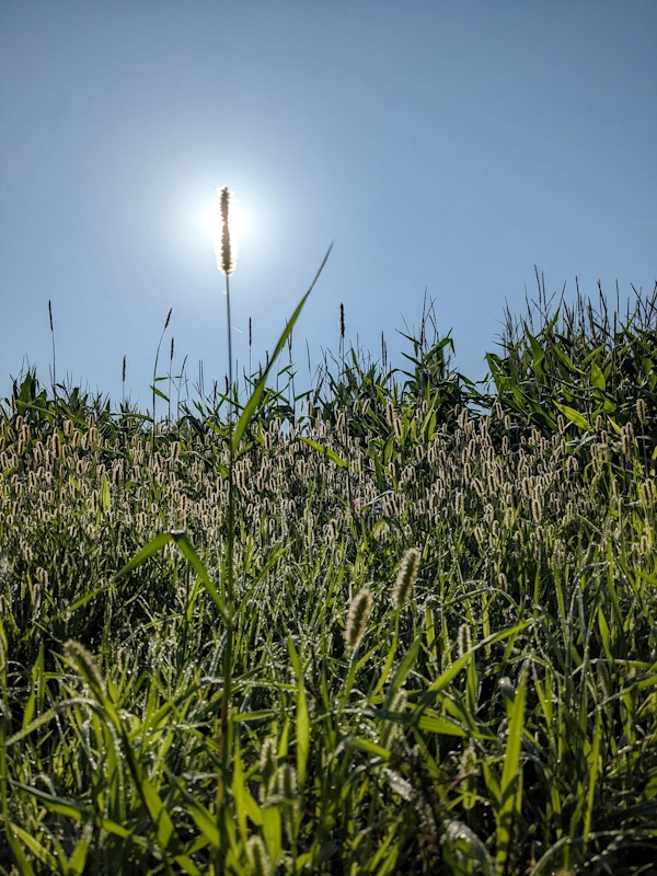 Wheat kernel in front of the morning sun