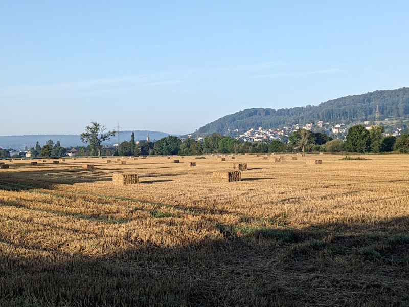 Stacks of harvested wheat waiting in the field to be collected in the morning sun