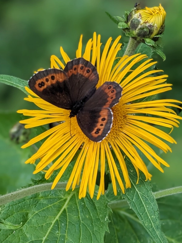 Brown butterfly with orange trim containing black dots nestling on a yellow flower with the green foliage blurred in the background