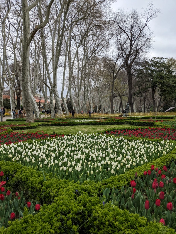 Gulhane Tulips