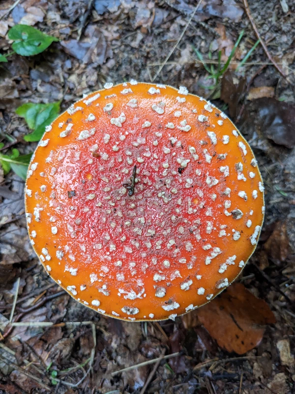 Large red mushrooms with concentric rings of white dots and a black tip in the middle