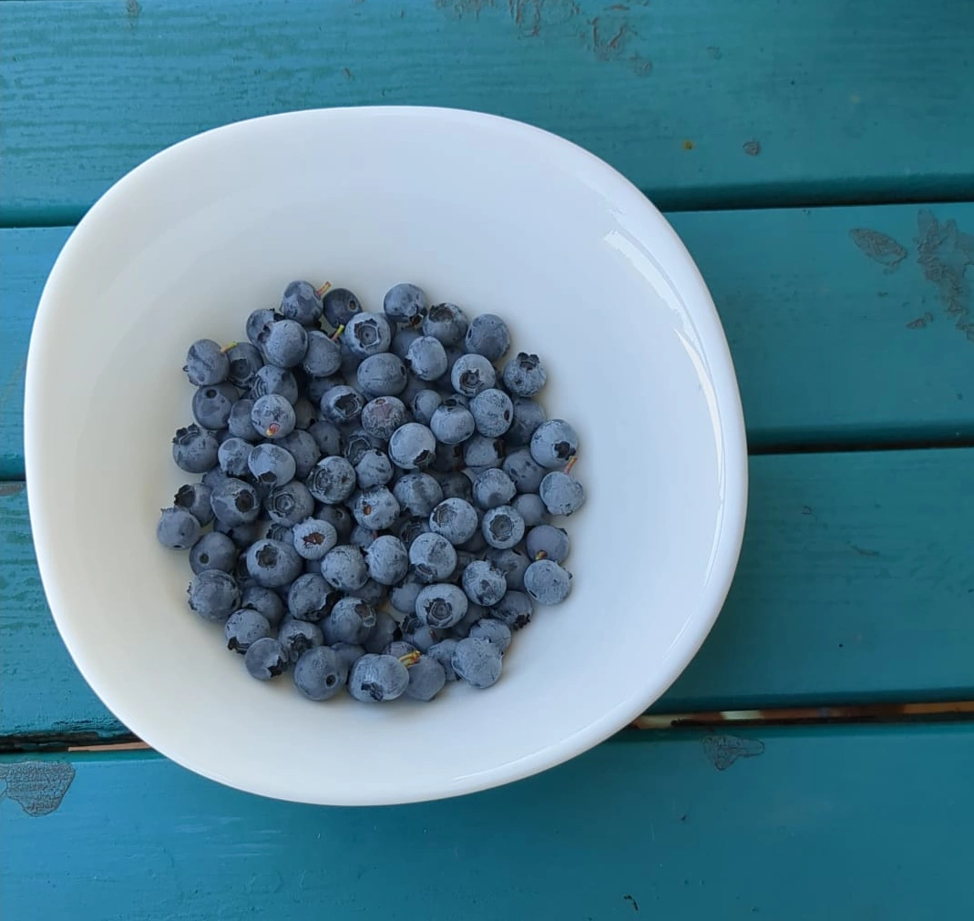 Blueberries in a white bowl on a blue wooden table
