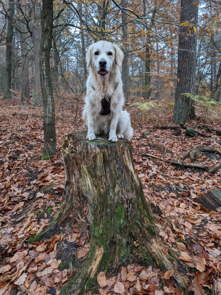Angie sitting on a tree stump