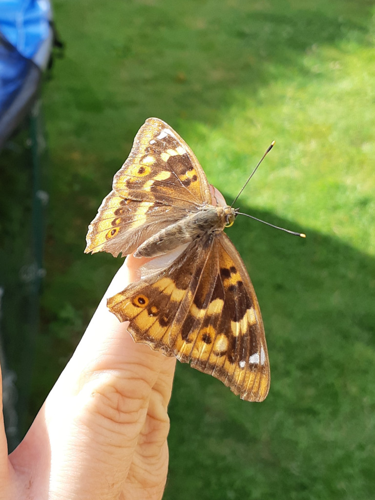 Orange butterfly sitting on a finger