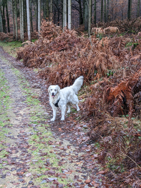 White golden retriever waiting on an winter path