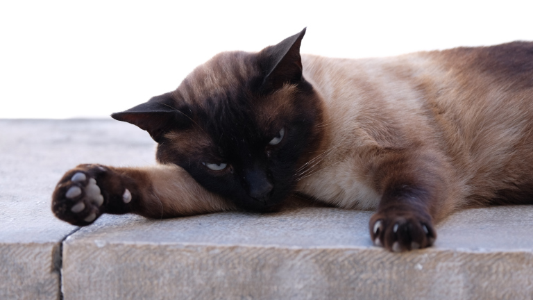 Close up photo of Cat's head whilst it is resting with eyes slightly open.