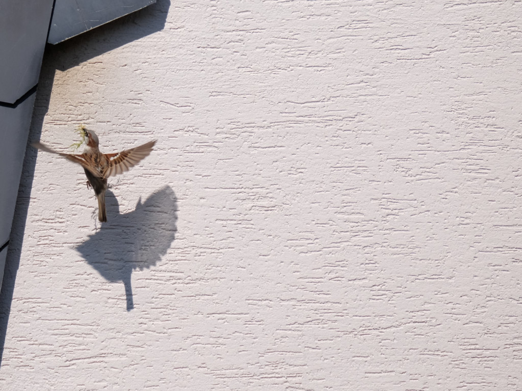 Bird building a nest under the roof of a house