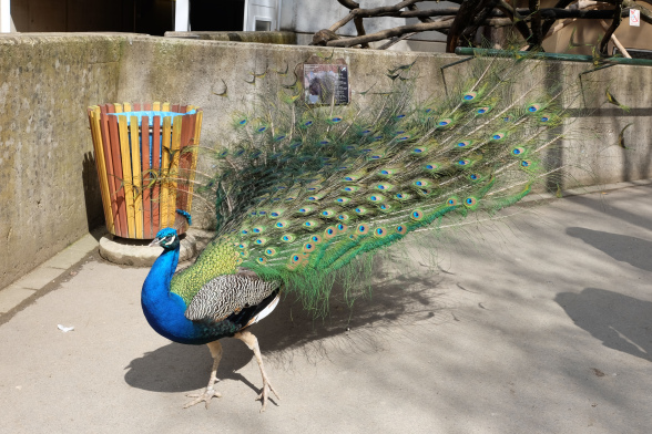 Peacock