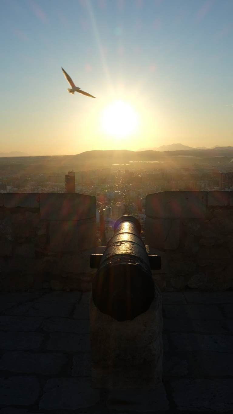 Bird flying across the sunset as seen from a castle