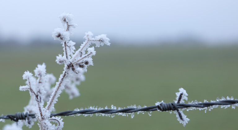 Frosted leaves