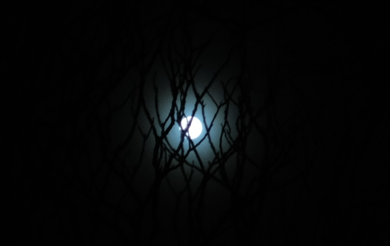 Full moon seen through dark branches
