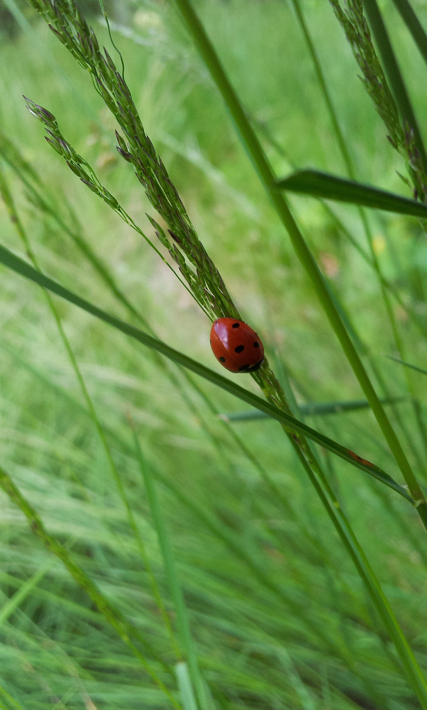Ladybird on some grass