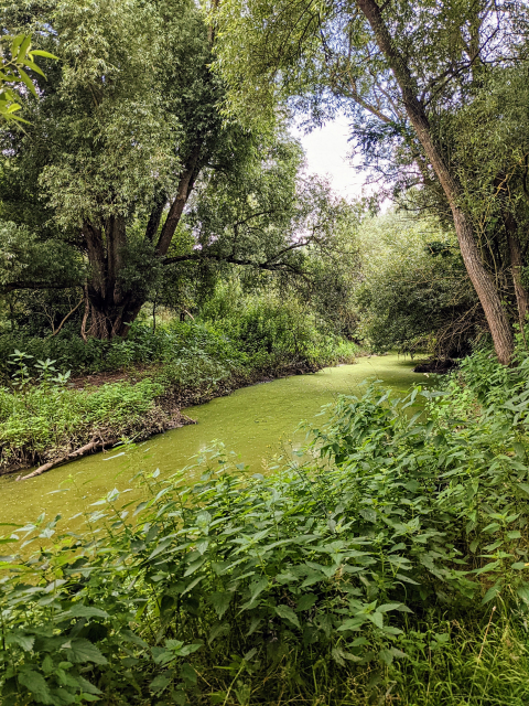 Scenery of green bushes with a river covered in green algae